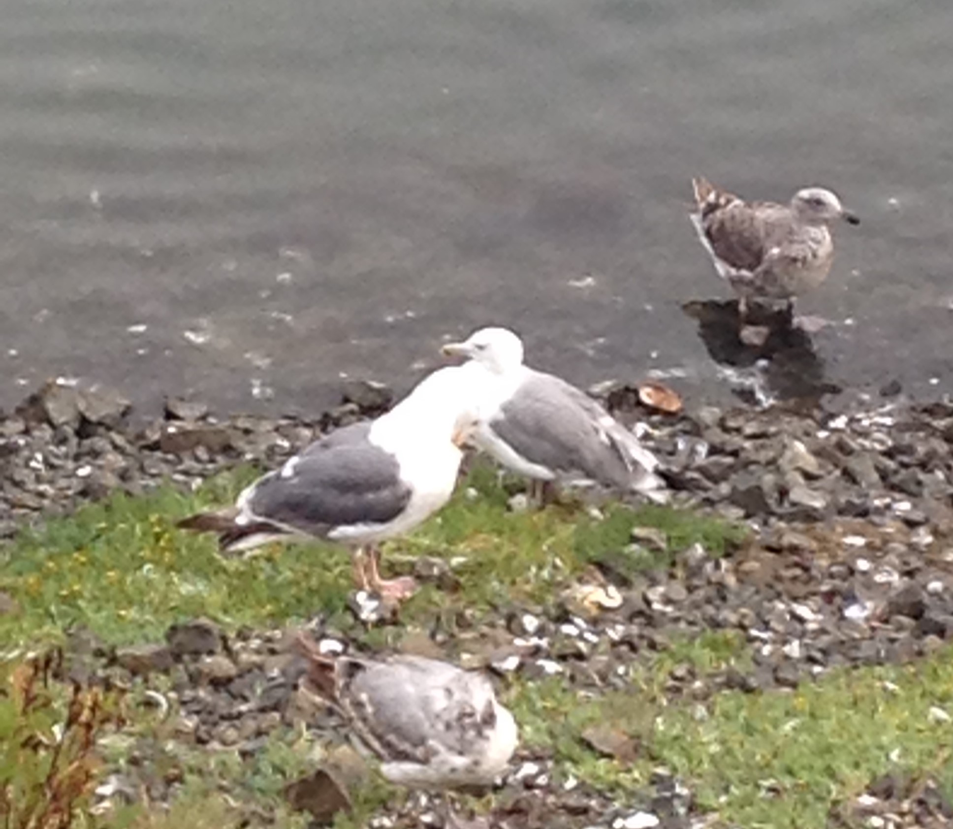 Seagulls resting in Marina-Westport WA
