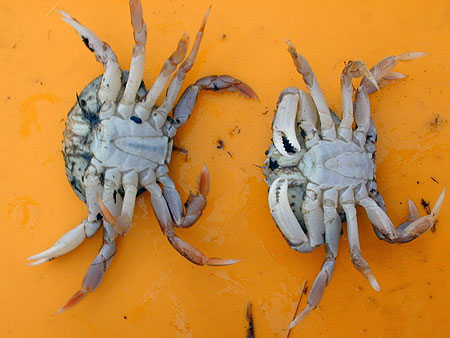 Sexing of Dungeness Crab Only the males may be retained.