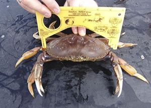 Measuring for legal size of dungeness crab.