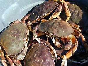 Dungeness Crab