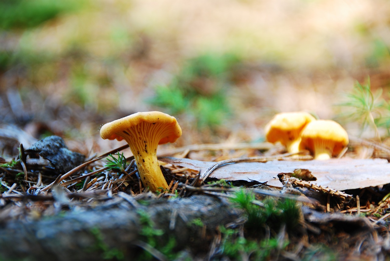 Chantrelle Mushroom