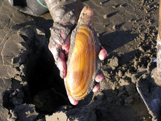 Stainless Steel Clam Gun for Removing Razor Clams Digging Sandy Ocean  Beaches