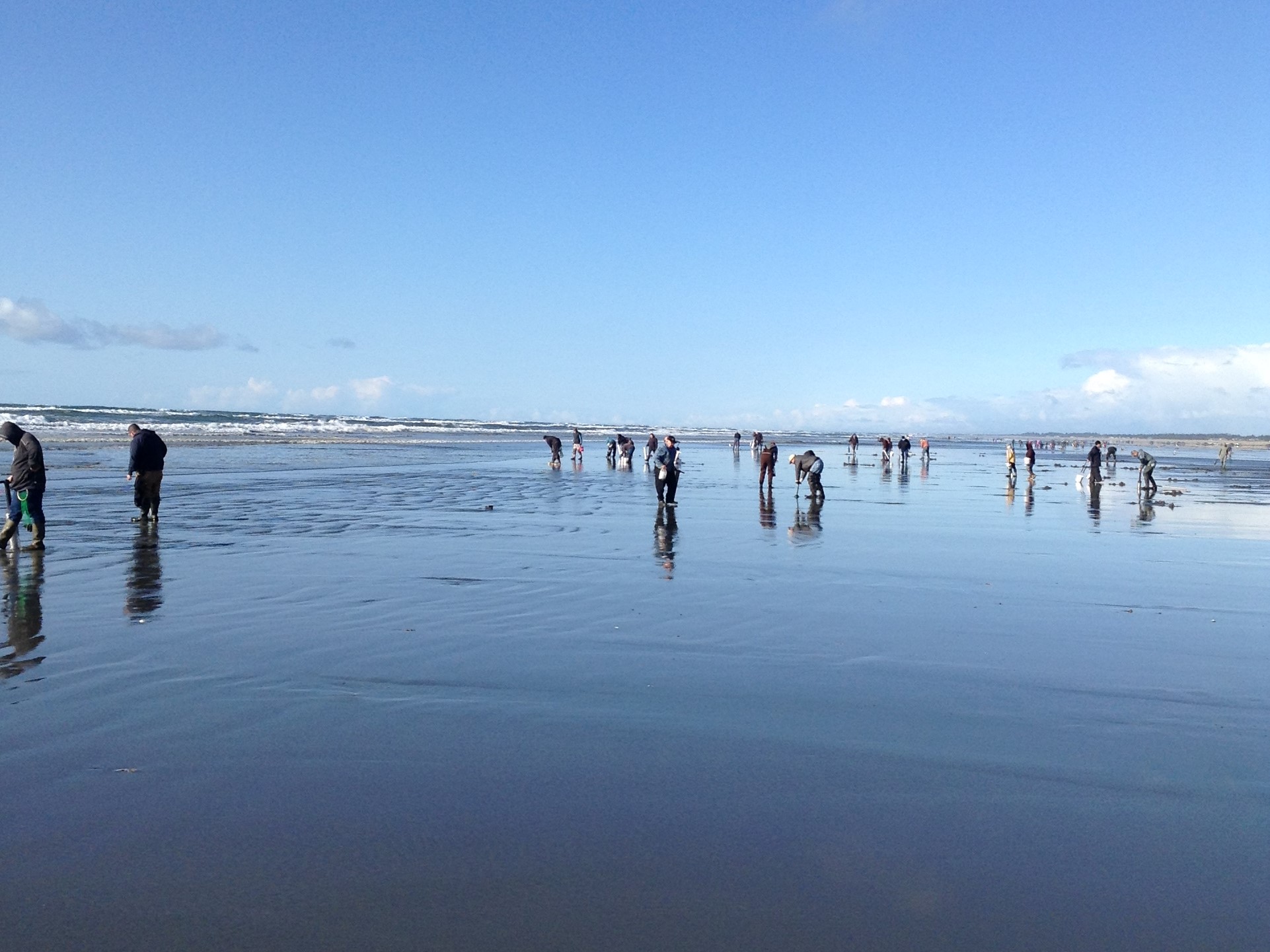 Razor clam digging-Grayland, WA