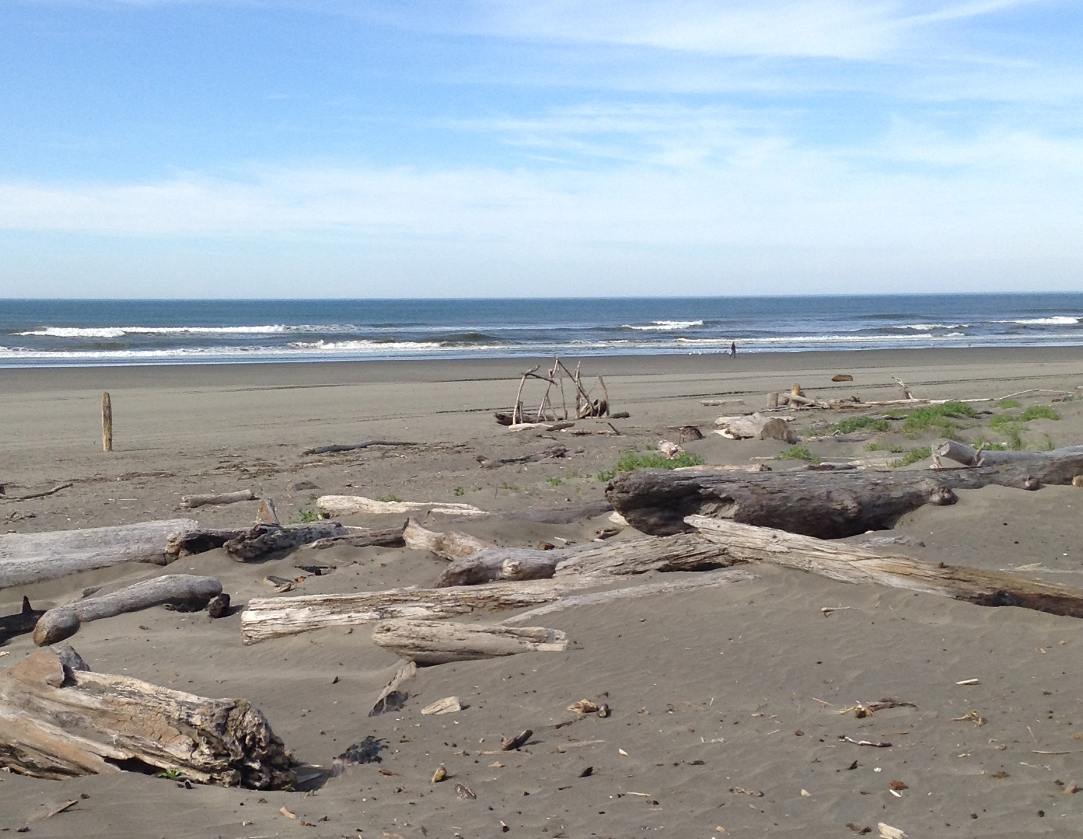 Driftwood at Ocean Shores, WA Pacific Coast.  #graysharborbeaches #pacificcoast #driftwood