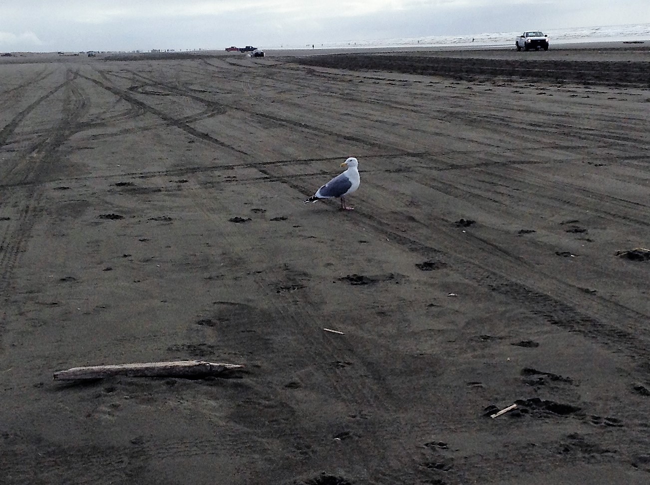 Seagull Ocean Shores, WA #graysharborbeaches