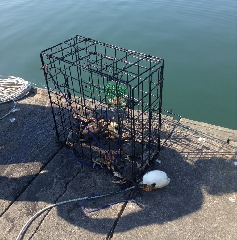 Westport Marina dock Crabbing