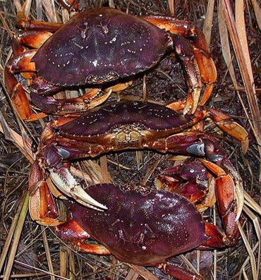 Dungeness crab 2