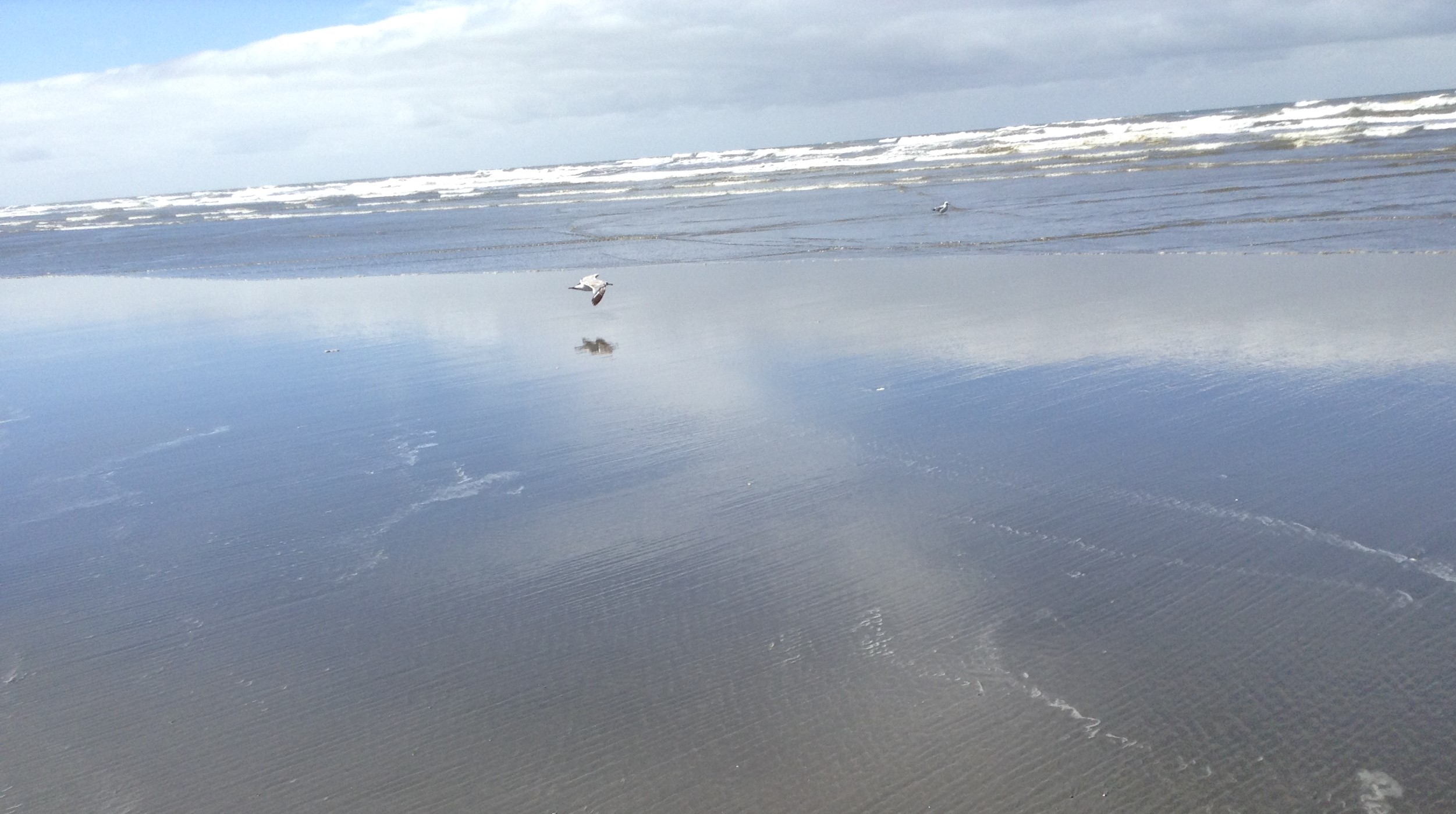 Seagulls enjoying a beautiful day on the Pacific Ocean in Ocean Shores, Washington. #graysharborbeaches #beachscene