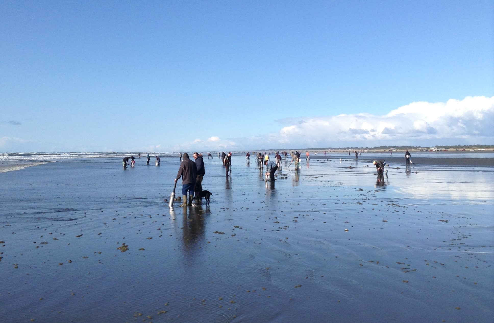 Razor Clam Diggers-Grayland